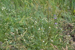 Astragalus ucrainicus