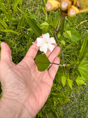 Thunbergia fragrans observed 2026-03-03