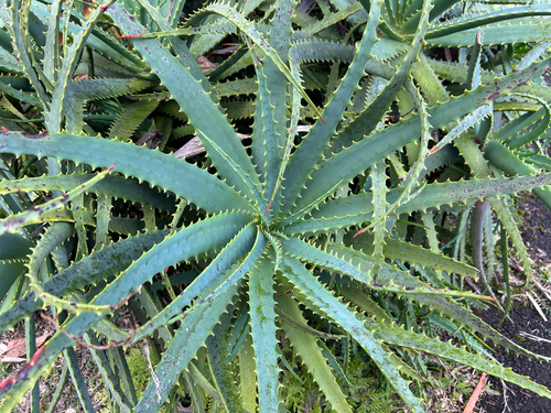 Aloe arborescens observed 2026-02-18