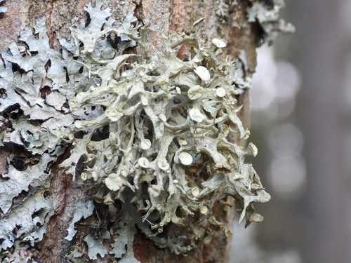 Cartilage Lichen