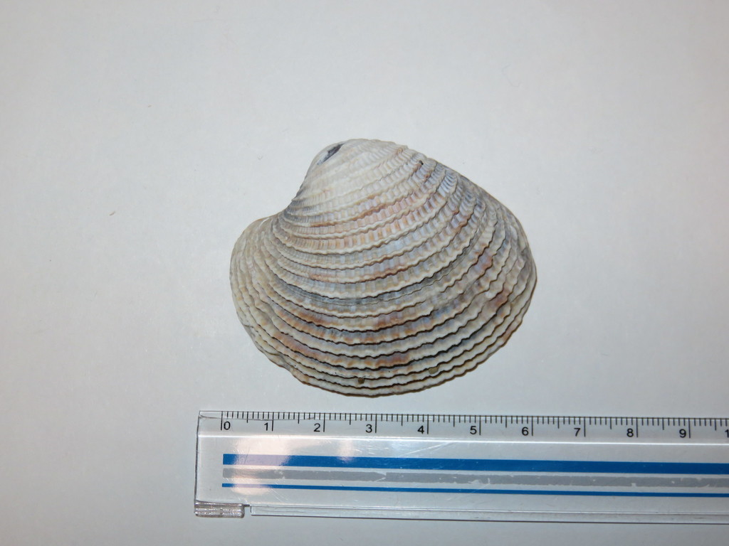 Lamellate venus clam
