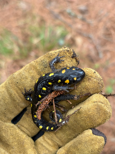 Spotted Salamander