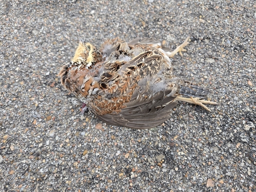 Northern Bobwhite