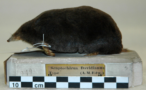 Père David's Mole