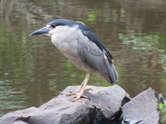 Nycticorax nycticorax