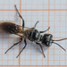 Mournful Wasp - Photo (c) Vladimir Bryukhov, some rights reserved (CC BY-NC), uploaded by Vladimir Bryukhov