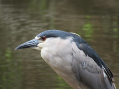 Nycticorax nycticorax