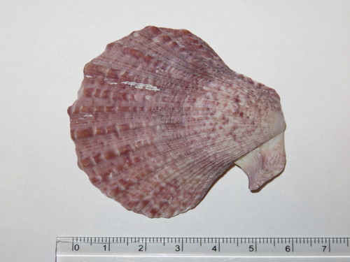 Chinese scallop
