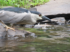 Nycticorax nycticorax