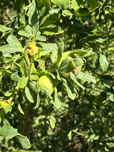 Unknown species found near Avalon, CA, US