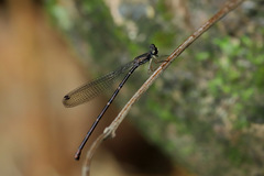 Melanesobasis flavilabris