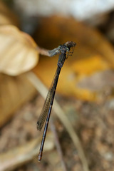 Melanesobasis flavilabris