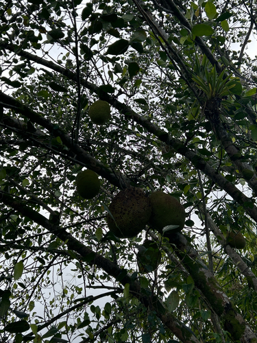 Artocarpus heterophyllus observed 2026-02-18