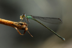 Nesobasis heteroneura