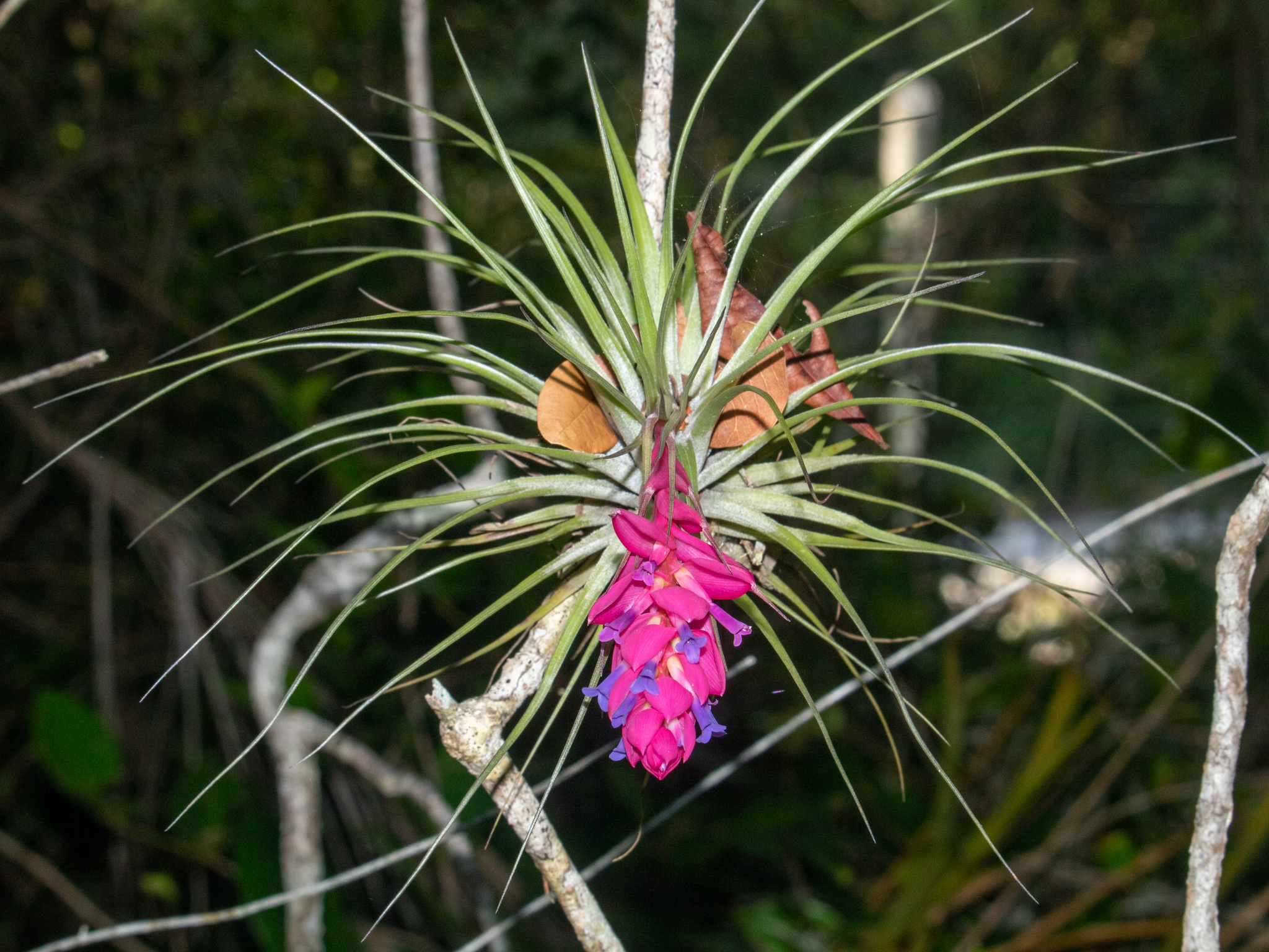 Tillandsia stricta