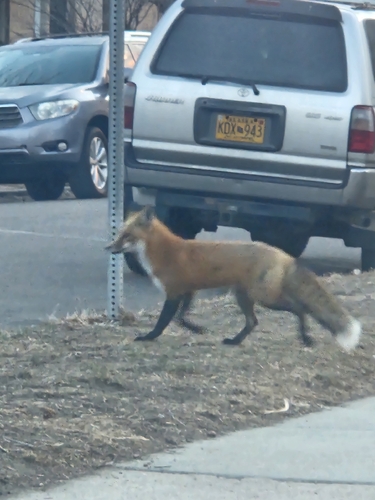Red Fox