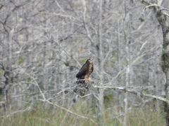 Rostrhamus sociabilis