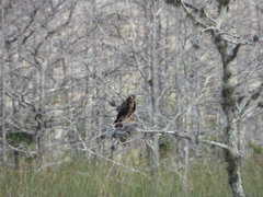 Rostrhamus sociabilis