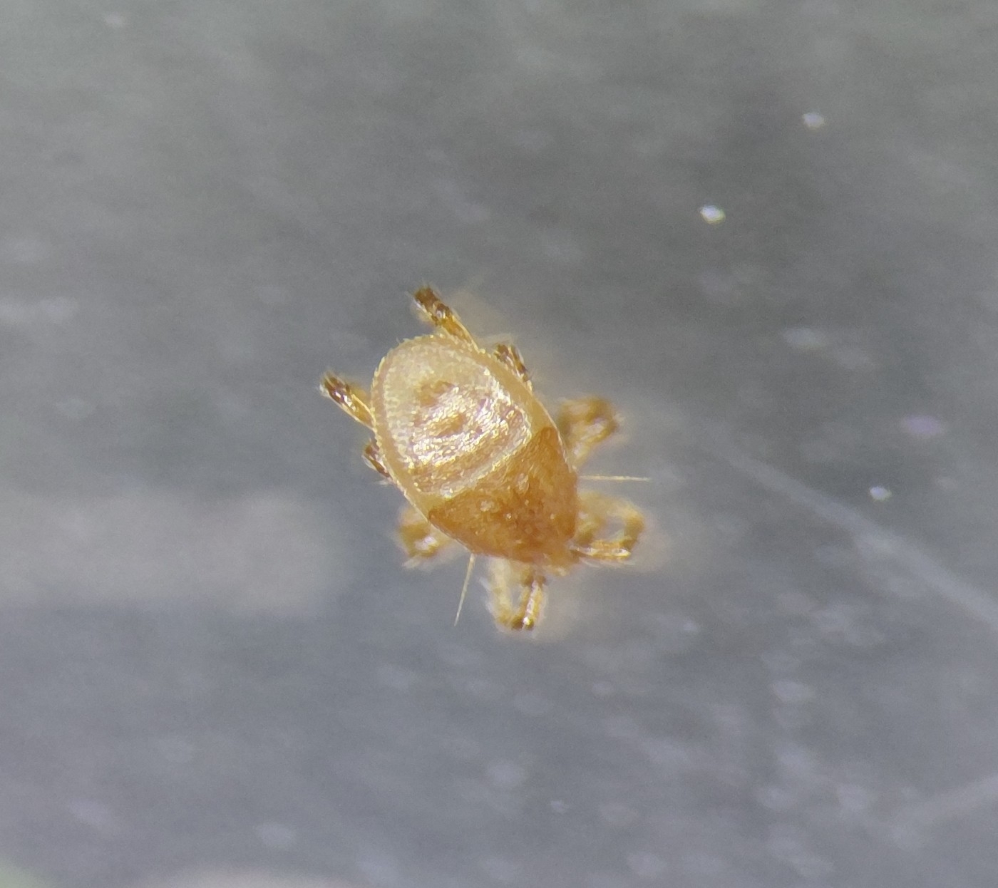 Parasitellus fucorum (De Geer, 1778)