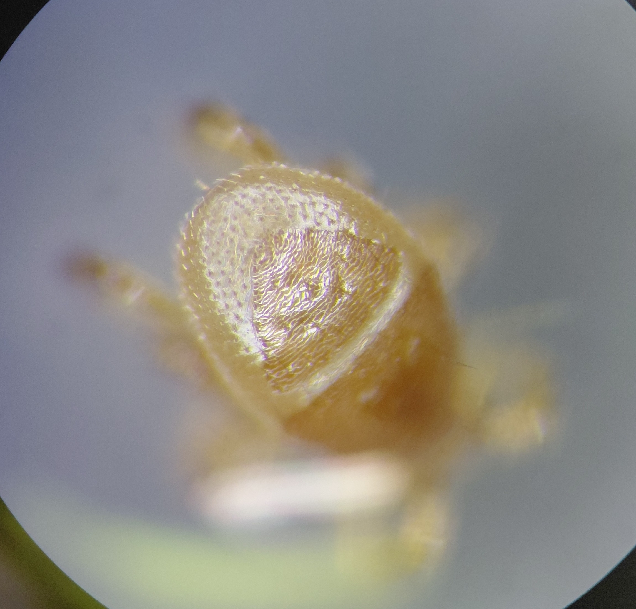 Parasitellus fucorum (De Geer, 1778)