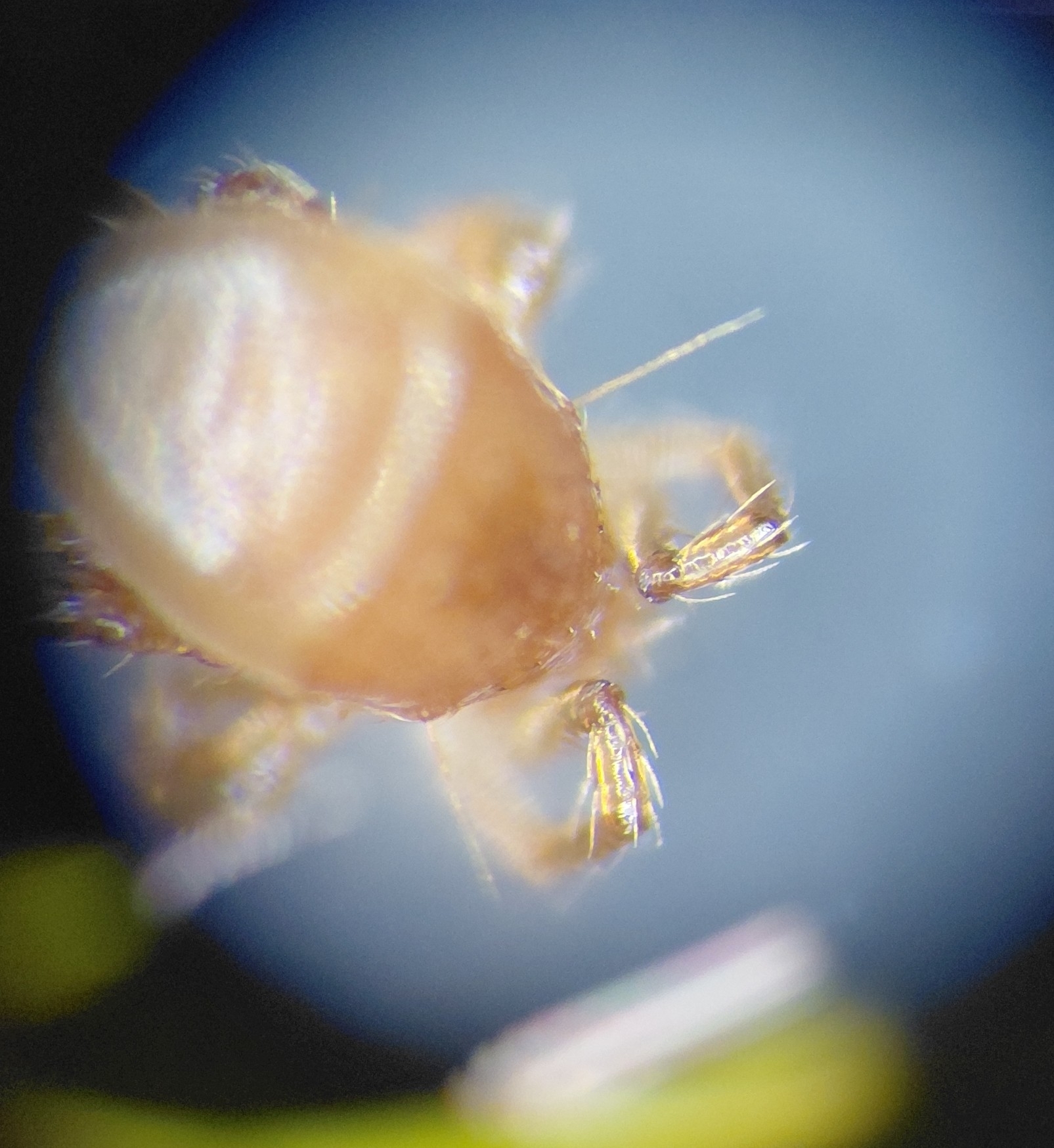 Parasitellus fucorum (De Geer, 1778)