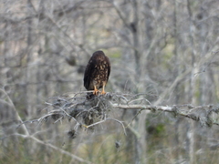 Rostrhamus sociabilis