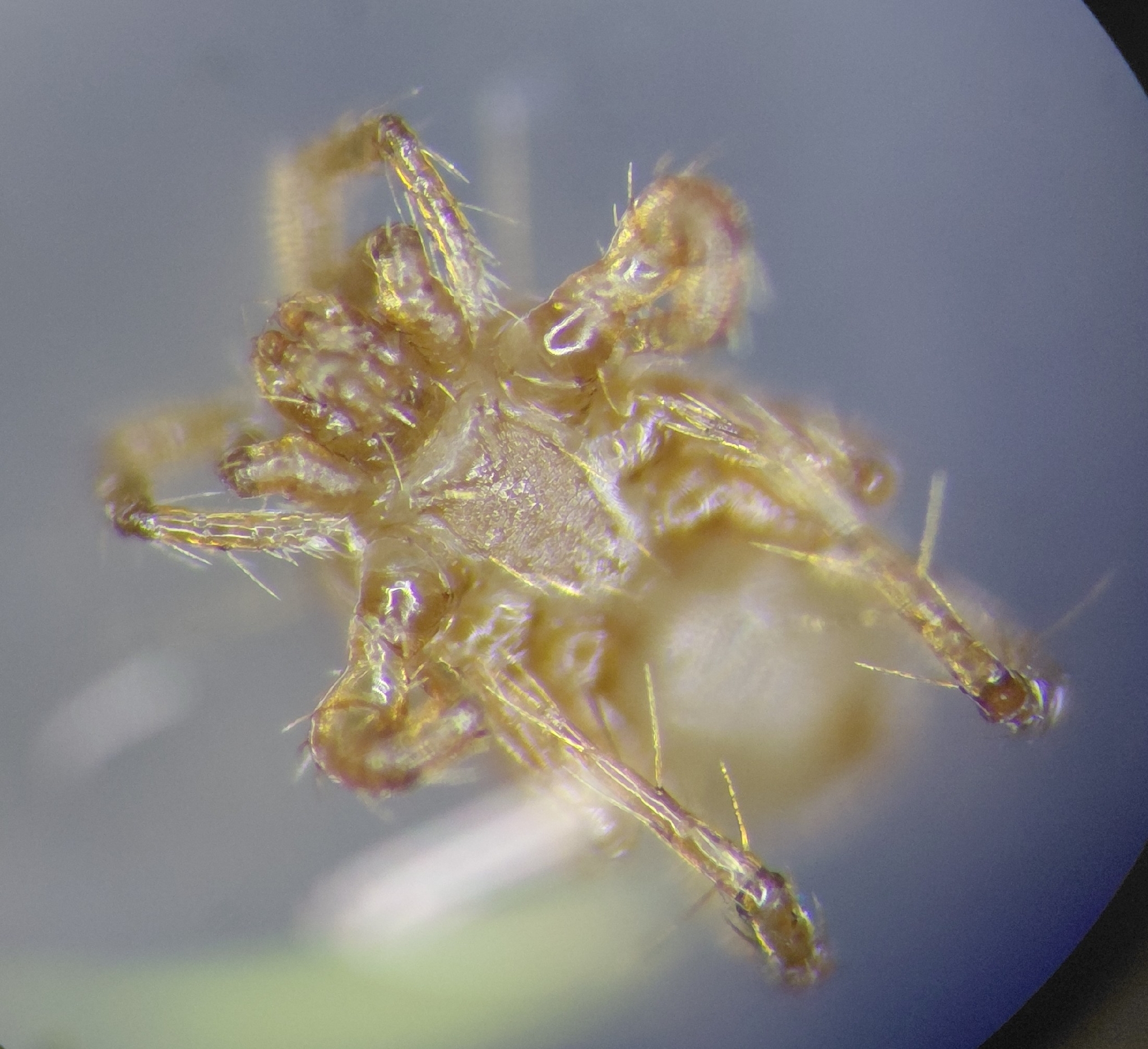 Parasitellus fucorum (De Geer, 1778)