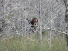 Rostrhamus sociabilis