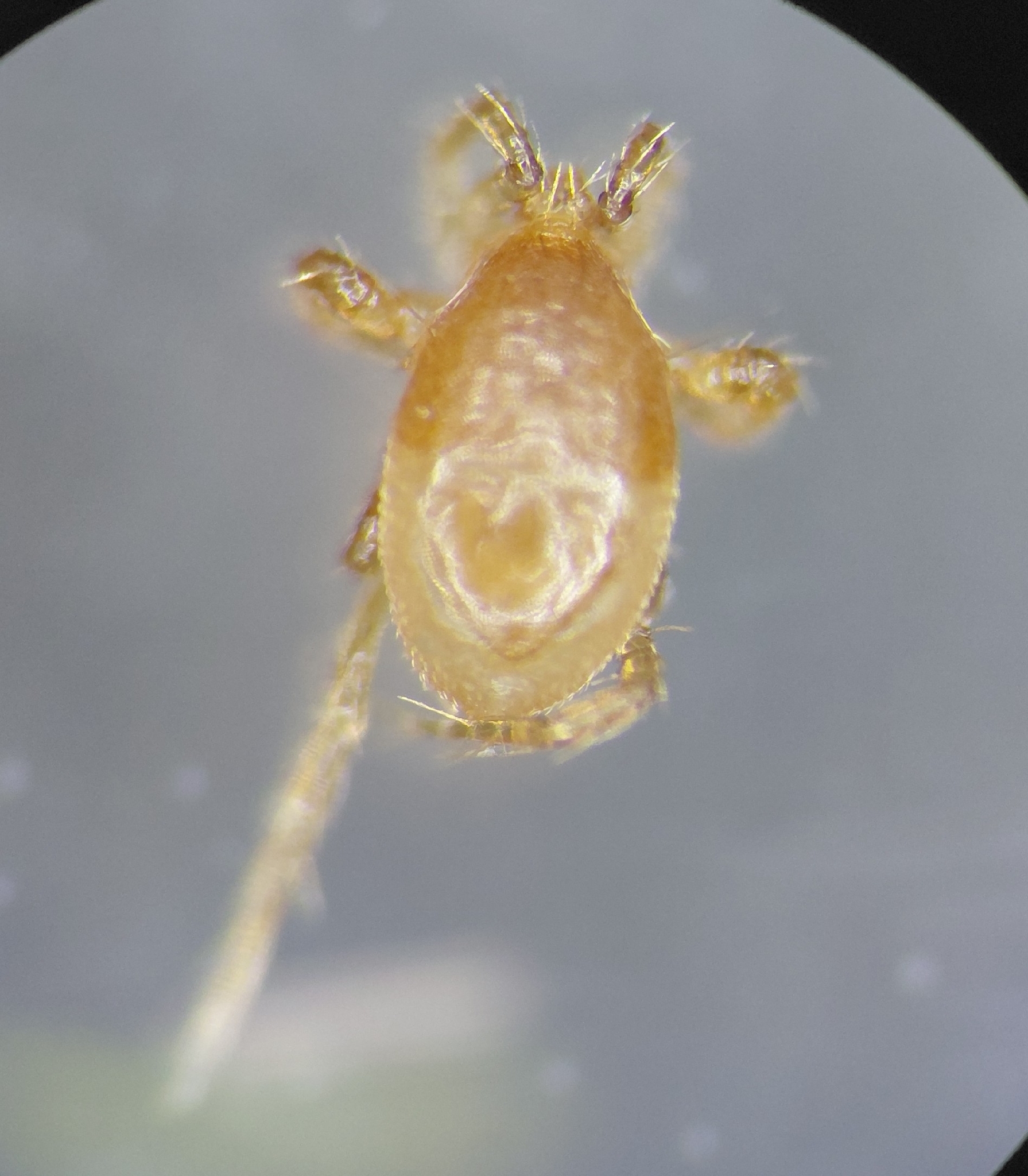 Parasitellus fucorum (De Geer, 1778)