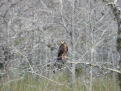 Rostrhamus sociabilis