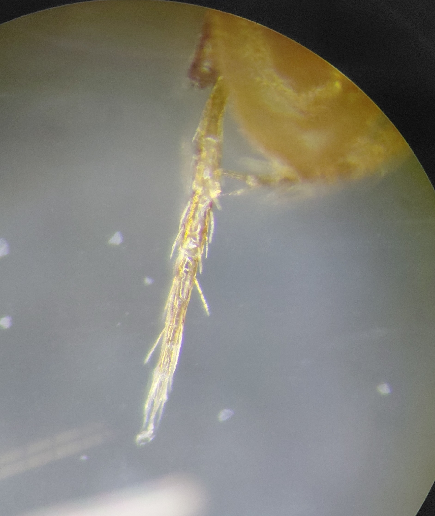 Parasitellus fucorum (De Geer, 1778)