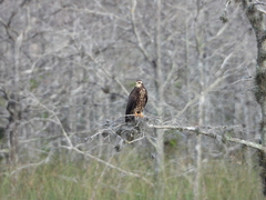 Rostrhamus sociabilis