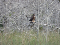 Rostrhamus sociabilis