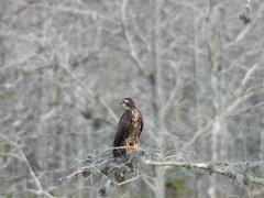 Rostrhamus sociabilis