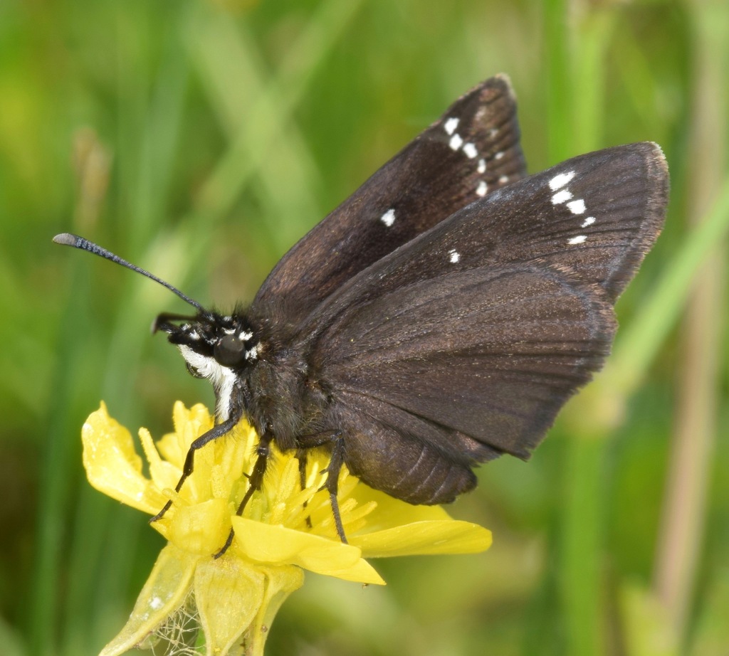 Common Sootywing