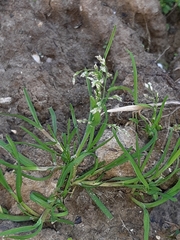 Poa annua