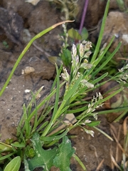Poa annua