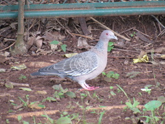 Patagioenas picazuro