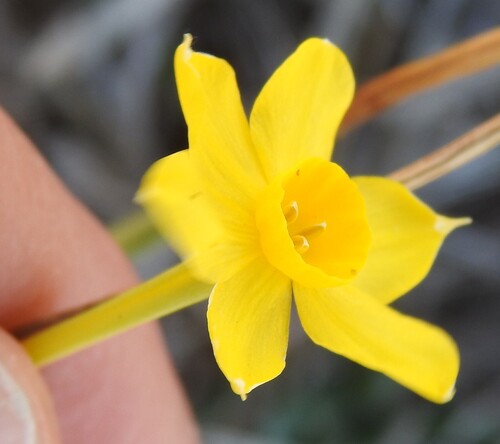 Narcissus jonquilla, photograph 5