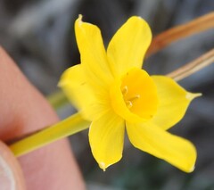 Narcissus jonquilla, photograph (c) saltyhiker, some rights reserved (CC BY)