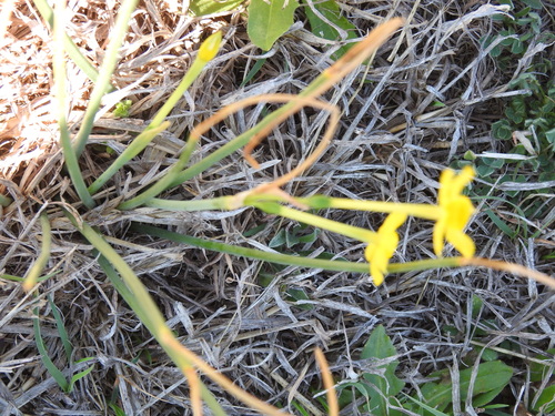 Jonquil
