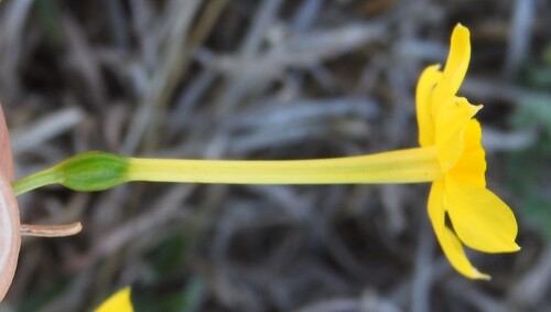 Narcissus jonquilla, photograph 6