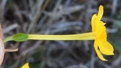 Narcissus jonquilla, photograph (c) saltyhiker, some rights reserved (CC BY)