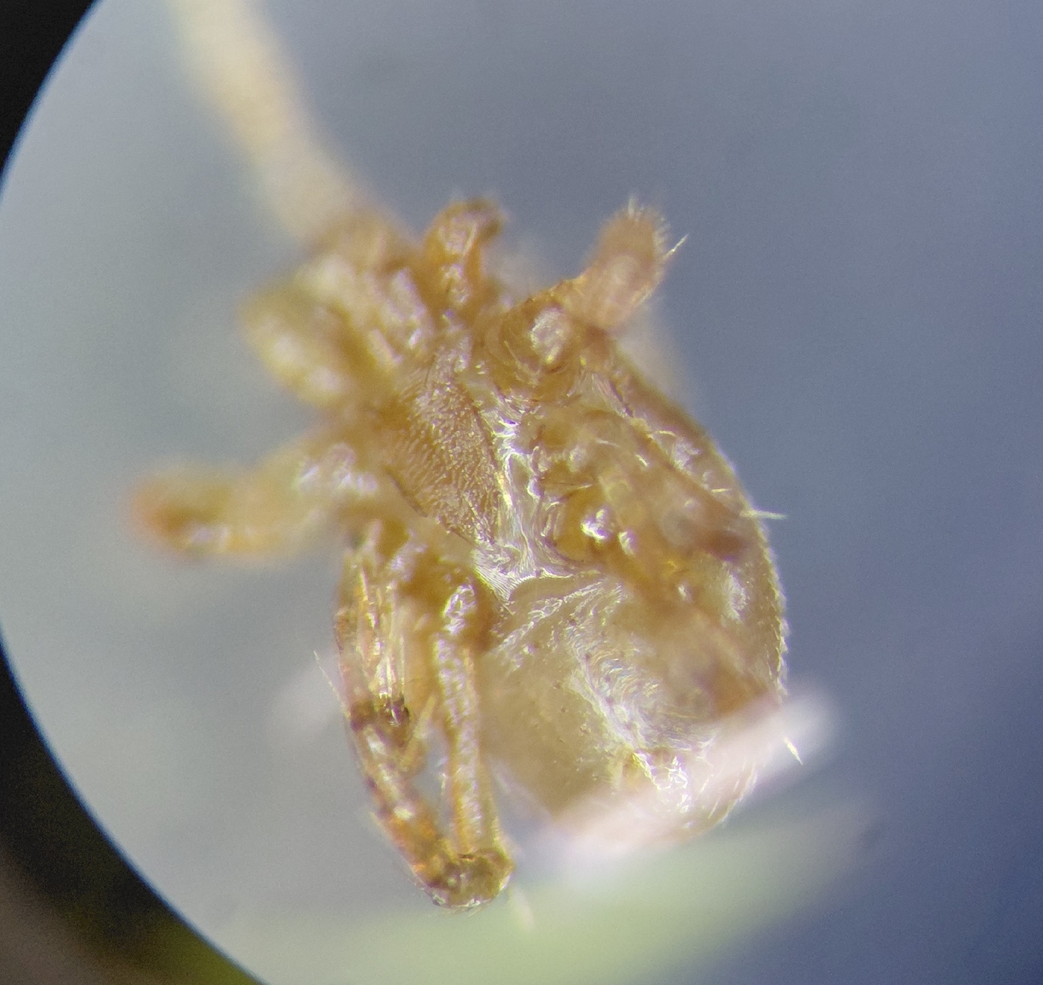 Parasitellus fucorum (De Geer, 1778)