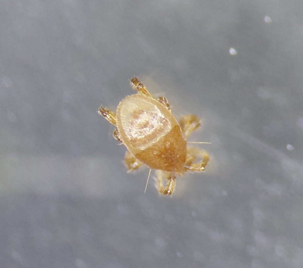 Parasitellus fucorum (De Geer, 1778)
