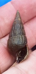 Potamididae