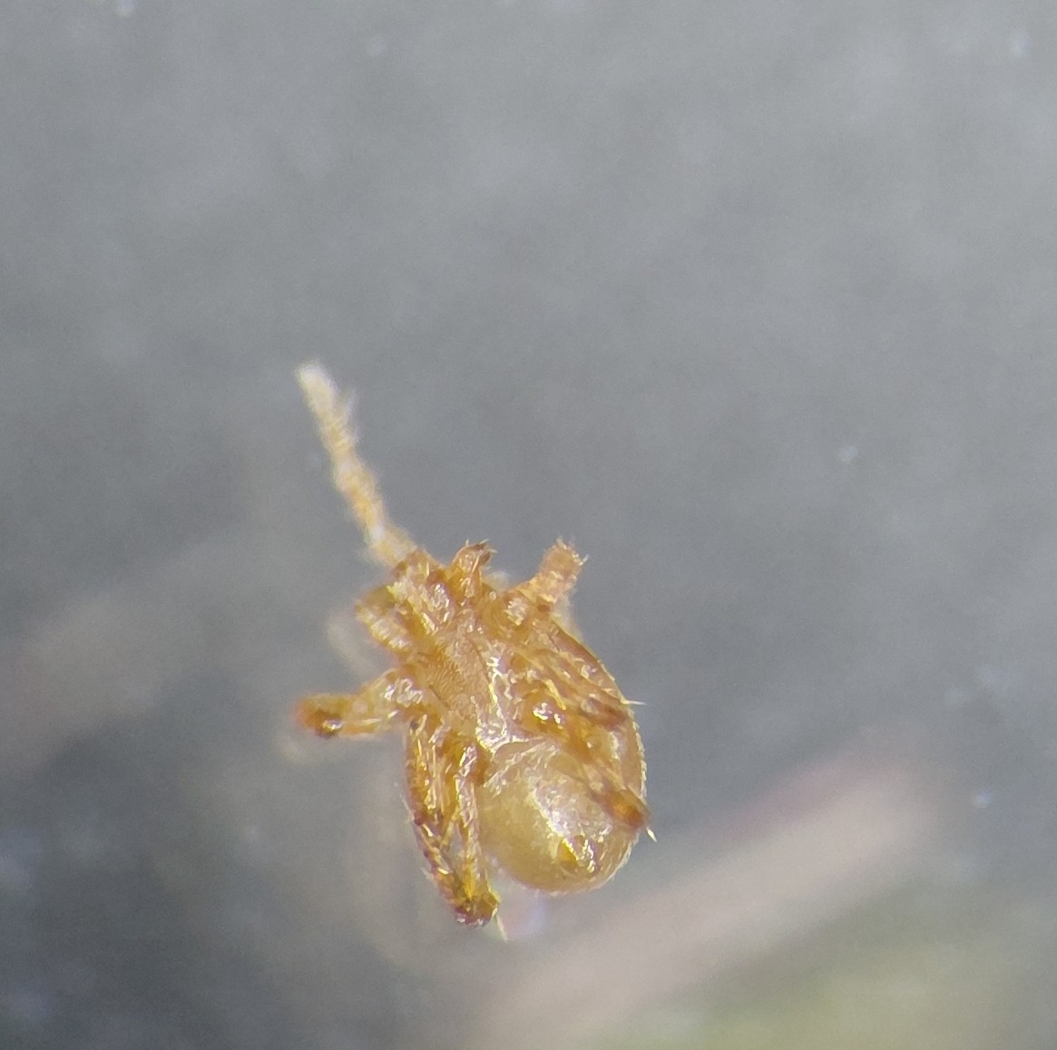 Parasitellus fucorum (De Geer, 1778)