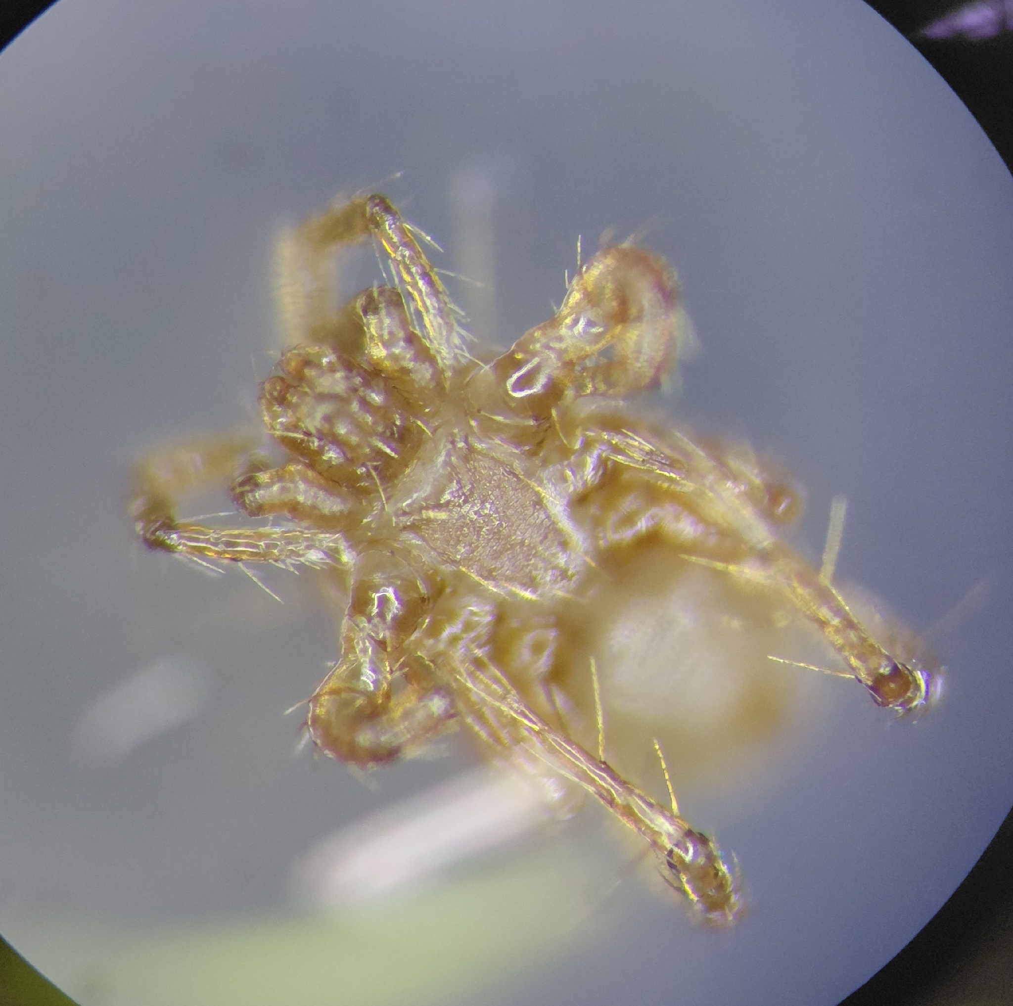 Parasitellus fucorum (De Geer, 1778)