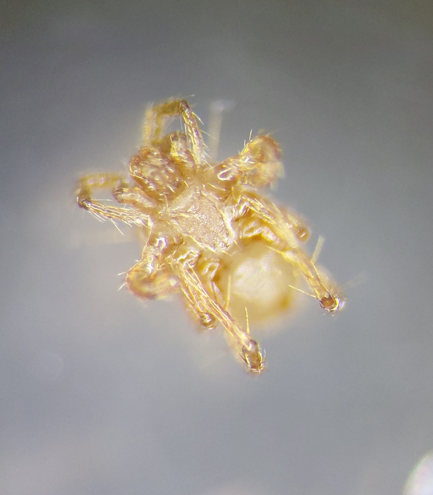 Parasitellus fucorum (De Geer, 1778)