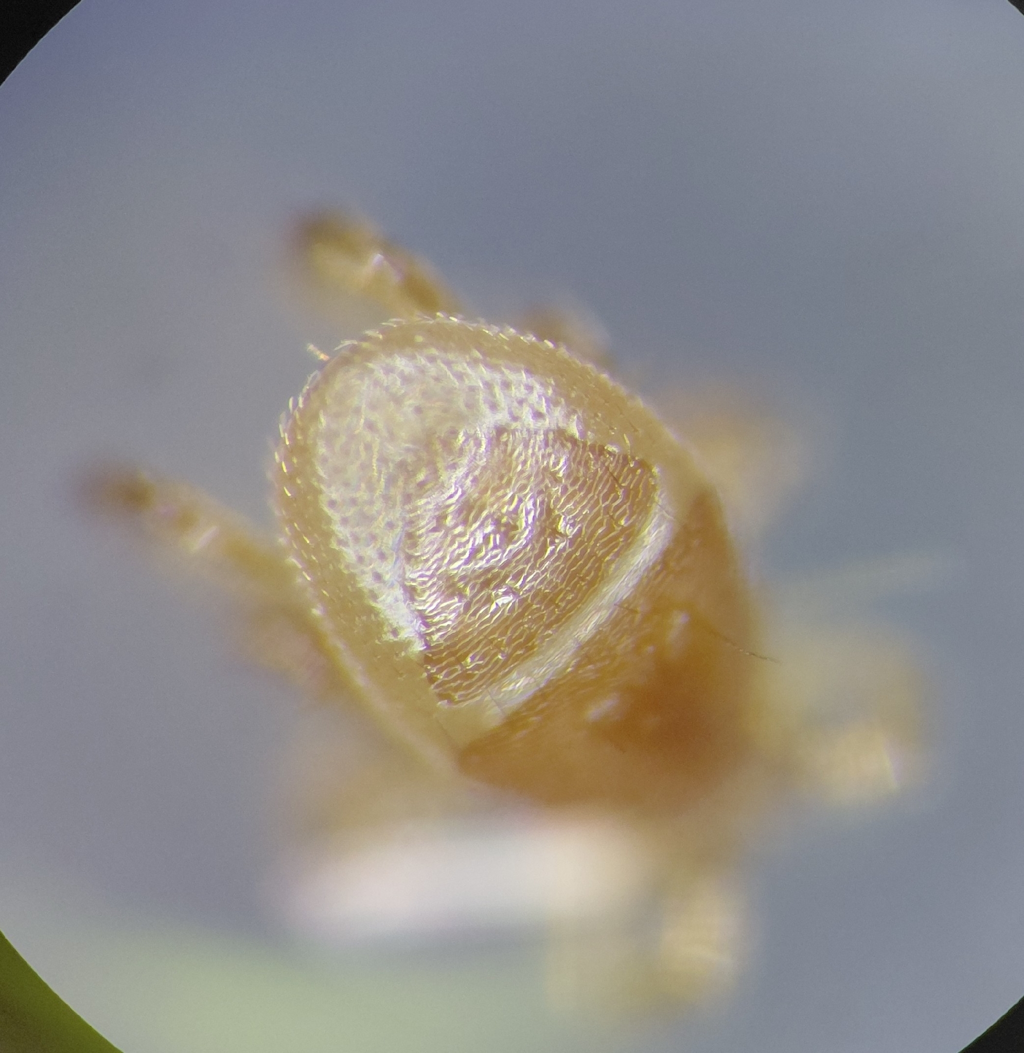 Parasitellus fucorum (De Geer, 1778)